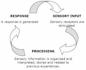 Response - Sensory Input - Processing